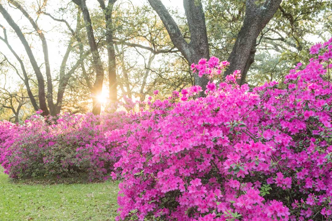 Pink azalea hedges with a sunrise behind them.