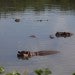 Hipopotamos en el Lago Hipopotamo del Parque de atracciones Hacienda Nápoles