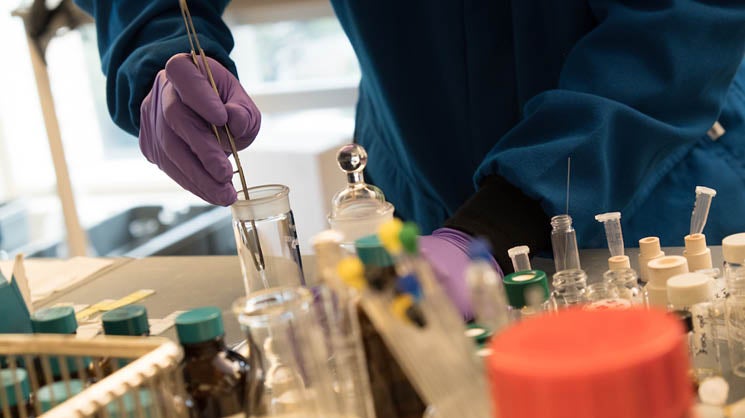Student in lab working with purple gloves