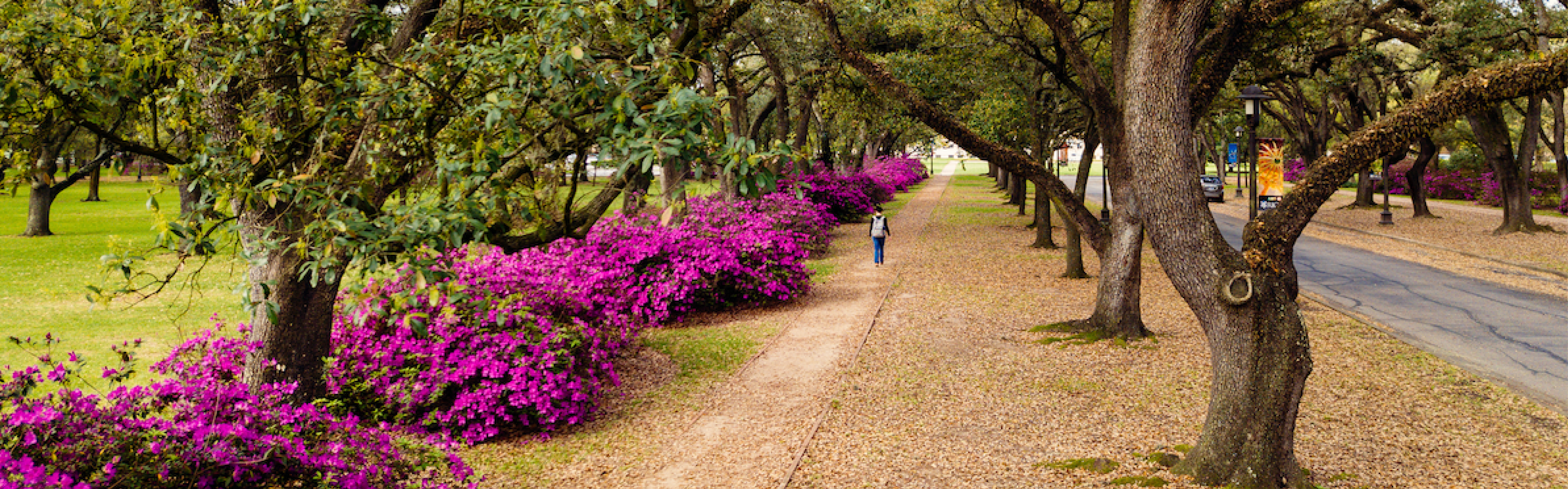 Rice University campus entrance, with bright fuscia azaleas lining the left side of a red gravel path. Oak trees flank the right side of the path.