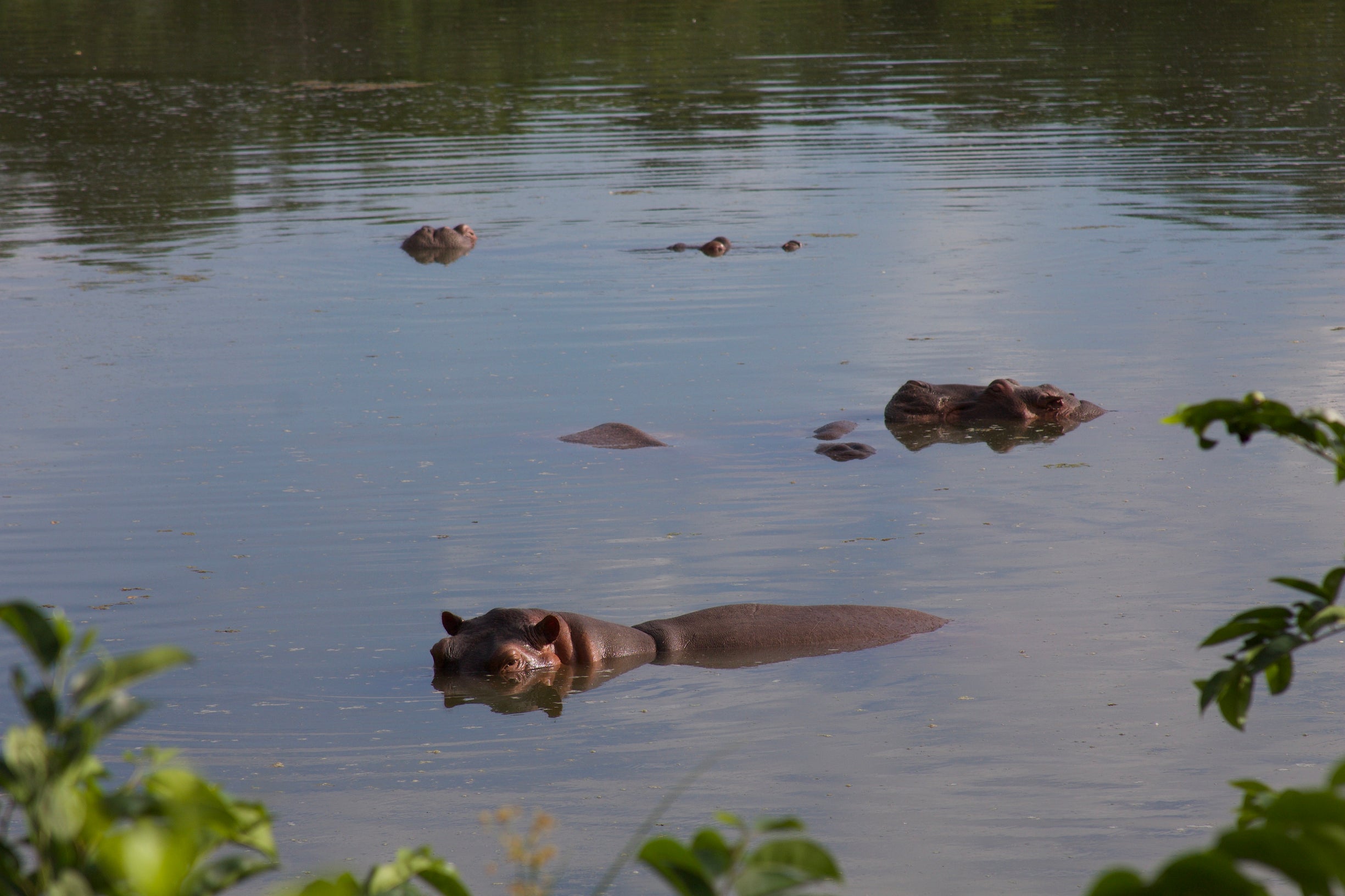Hippos in the Hippo Lake of Hacienda Nápoles Amusement Park