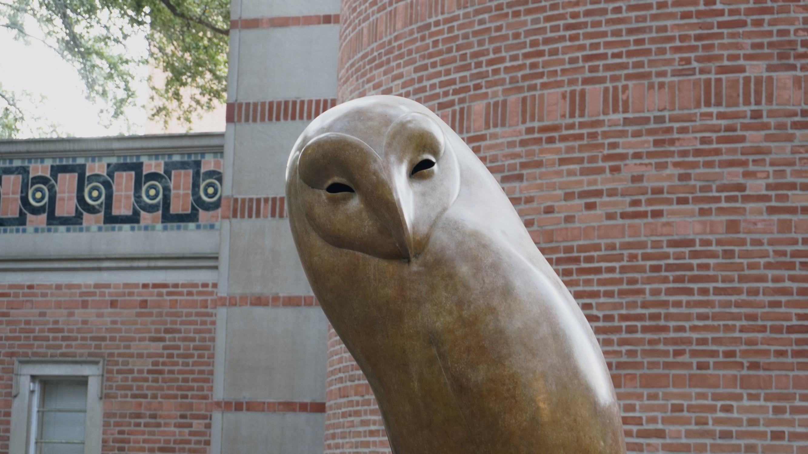 Picture of a Rice Owl