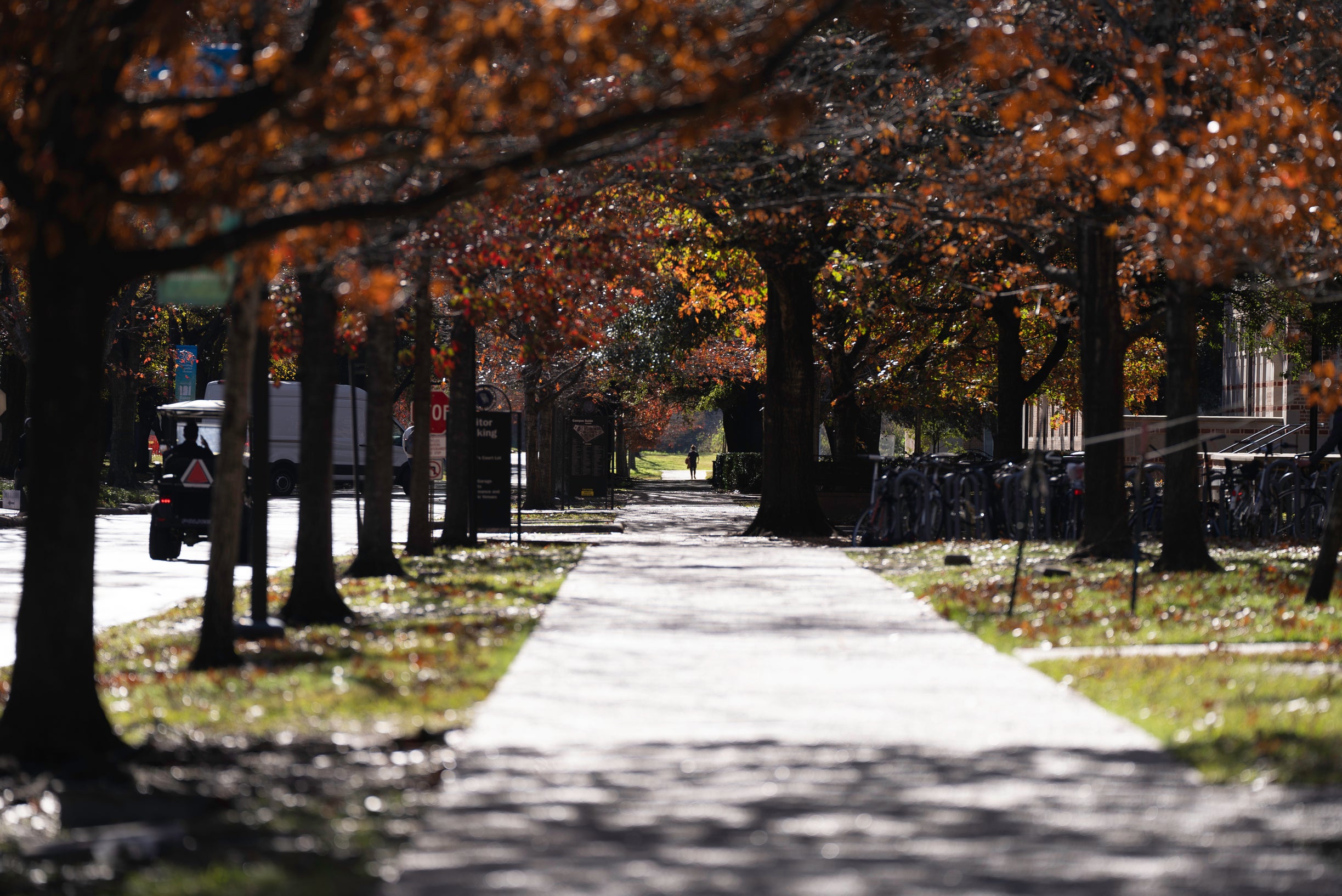 Rice University walkway framed with trees, leading to an unseen place.