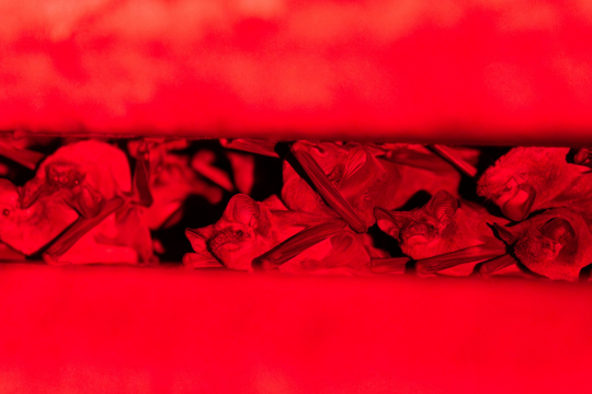 Mexican free-tailed bats under the Waugh Bridge