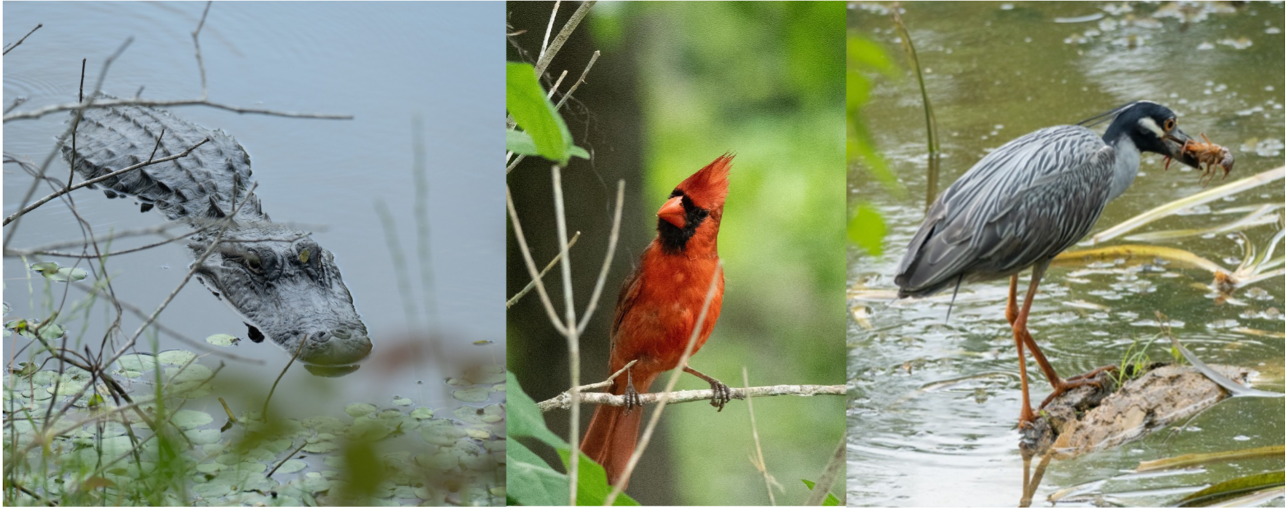 Brazos Bend State Park