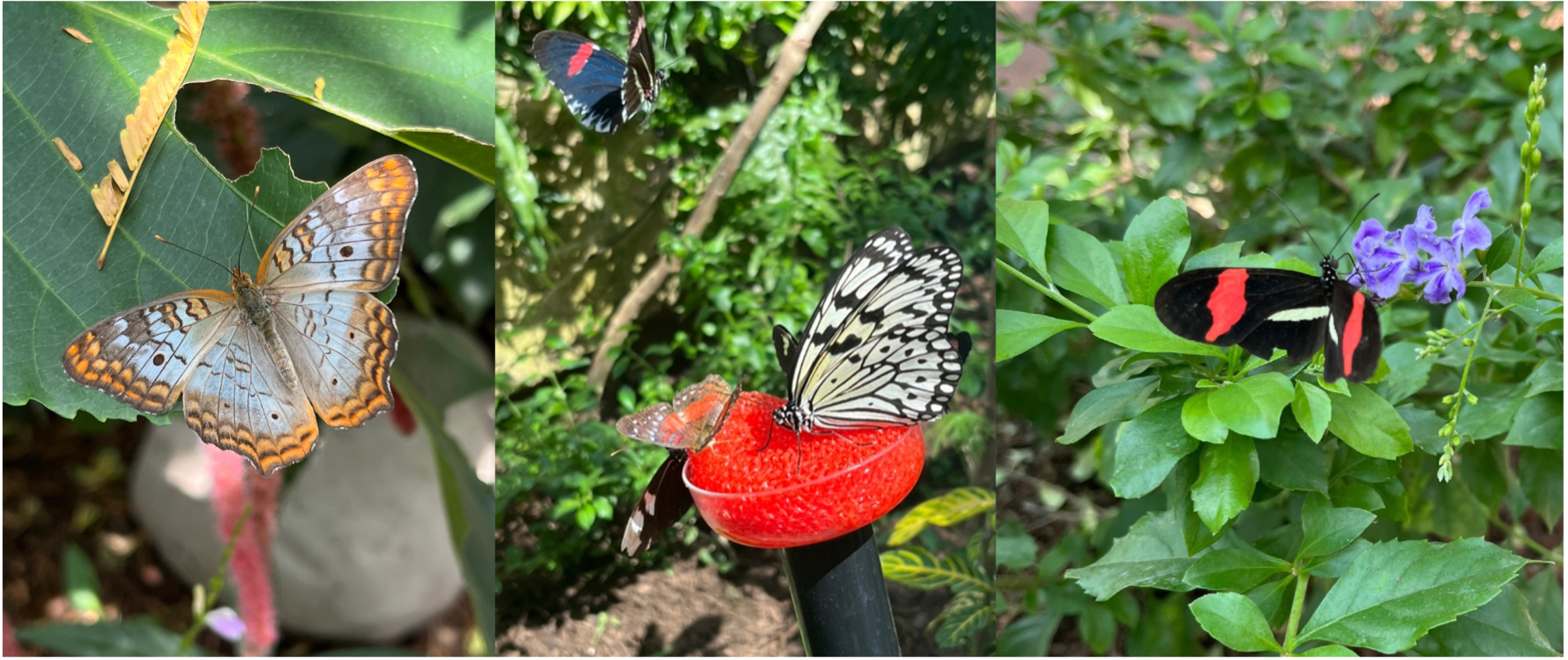 Butterflies