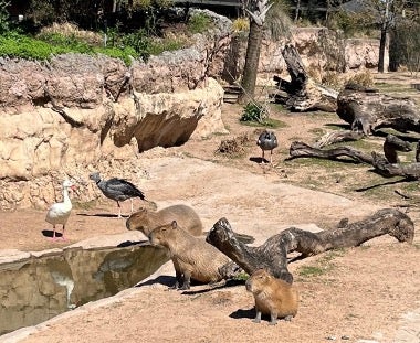 Capybaras