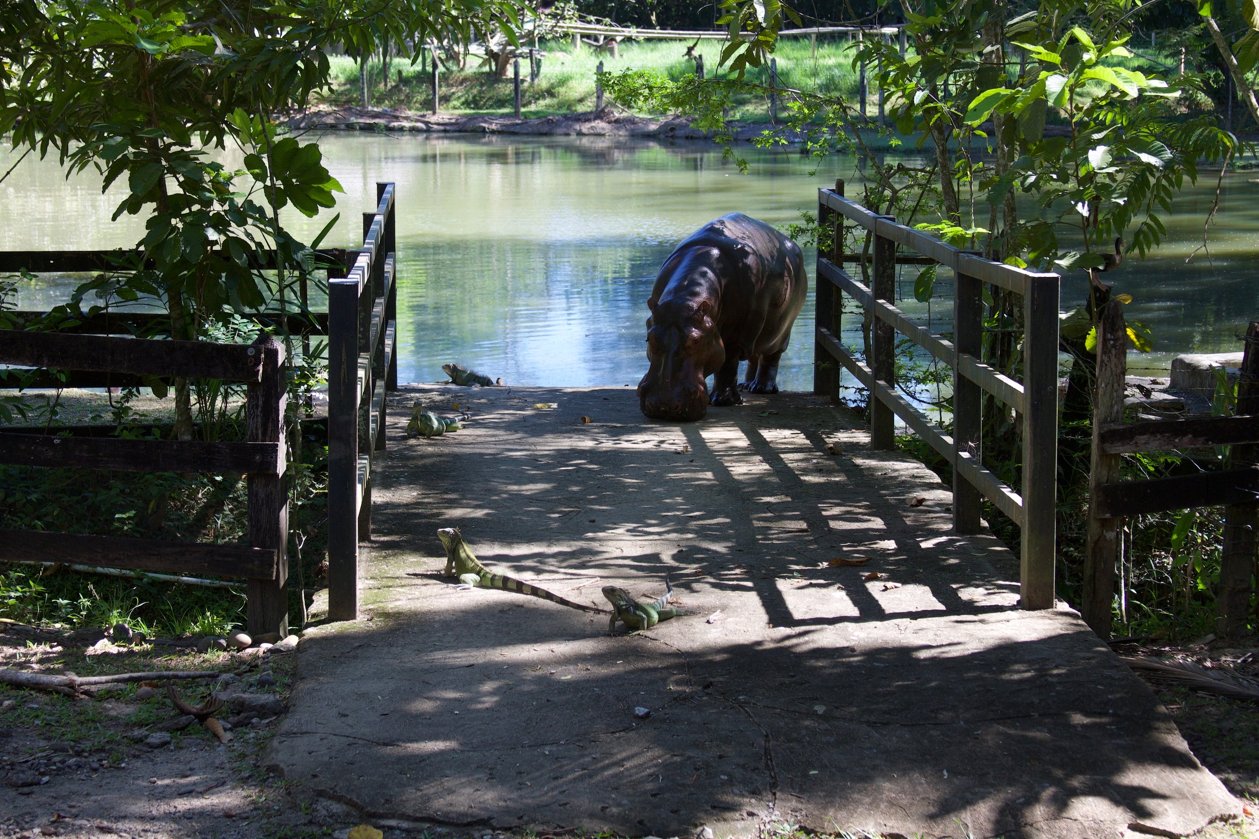 Vanessa, a hippopotamus living in captivity at Hacienda Nápoles Amusement Park