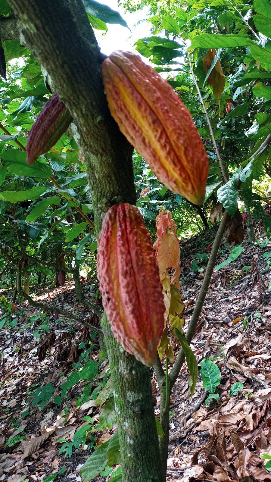 Cocoa fruits on Diego and Marcela's farm. Photo by Diego Marín.