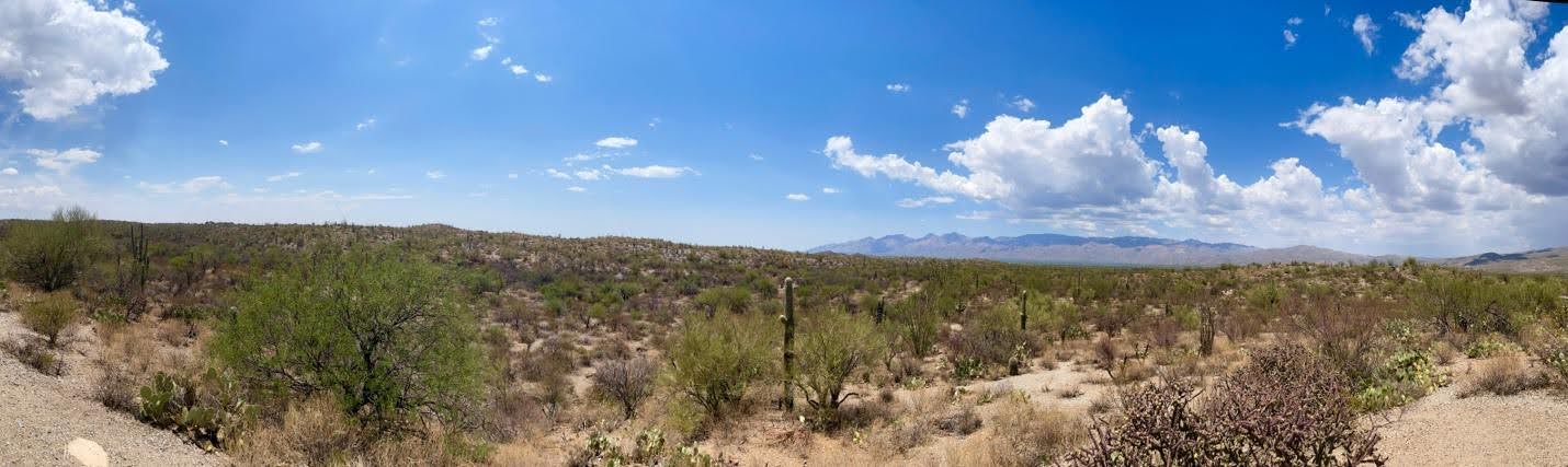 Saguaro National Park