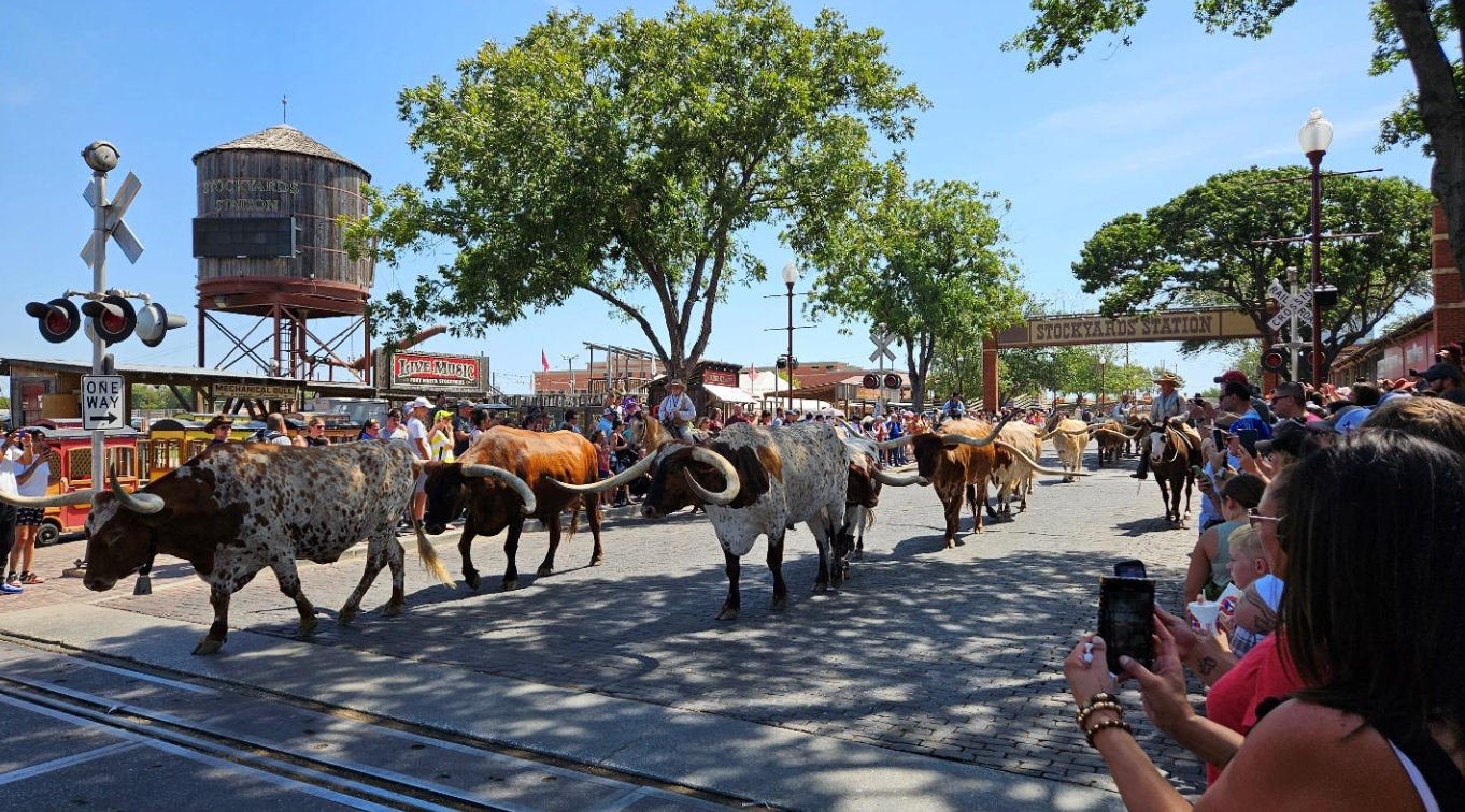 The Cattle Drive