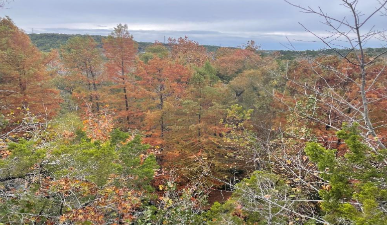 Fall foliage in Austin, Texas. Photo by Sebastian Berrios Carvajal.