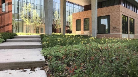 Kraft Hall entrance flanked by flowers