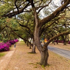 Azaleas on the rice university campus