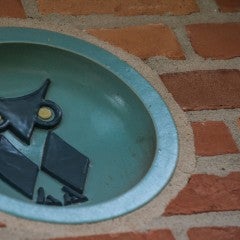 Rice Owl in situ