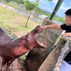 Hippo