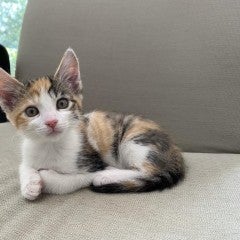 kitten