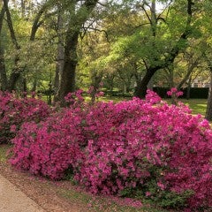 Rice University