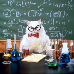 Cat in a Lab