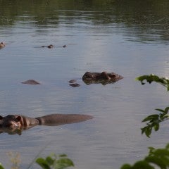 Hipopotamos en el Lago Hipopotamo del Parque de atracciones Hacienda Nápoles