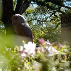 Photo of Owl on Rice Campus