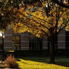 Image of fall leaves and golden hour on campus