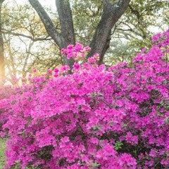Pink azalea hedges with a sunrise behind them.
