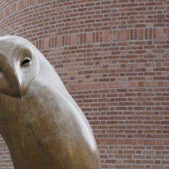 Picture of a Rice Owl