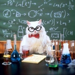 Cat in a Lab
