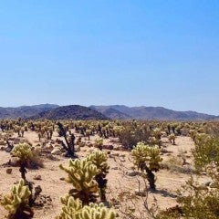 Cholla Cactus Forest (California)