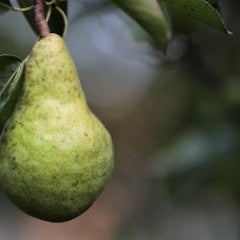 pear fruit hanging on a branch