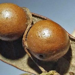 Love vine sucks life from wasps, leaving only mummies