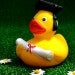 Rubber duck wearing a graduation cap and holding diploma on a green lawn surrounded by daisies