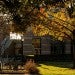 Image of fall leaves and golden hour on campus