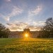 Rice Sunset Picture