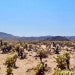 Cholla Cactus Forest (California)