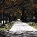sidewalk on campus with fall leaves behind it
