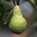 pear fruit hanging on a branch